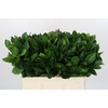 Ruscus Israel