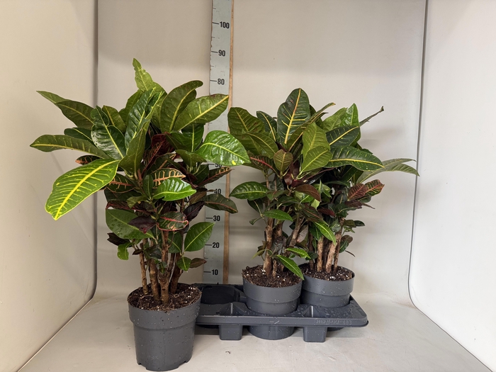 <h4>COD GR PETRA</h4>