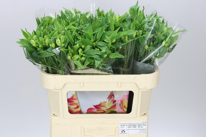 <h4>Alstro Charm White</h4>