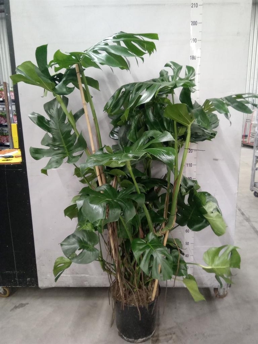 <h4>Monstera delic.</h4>