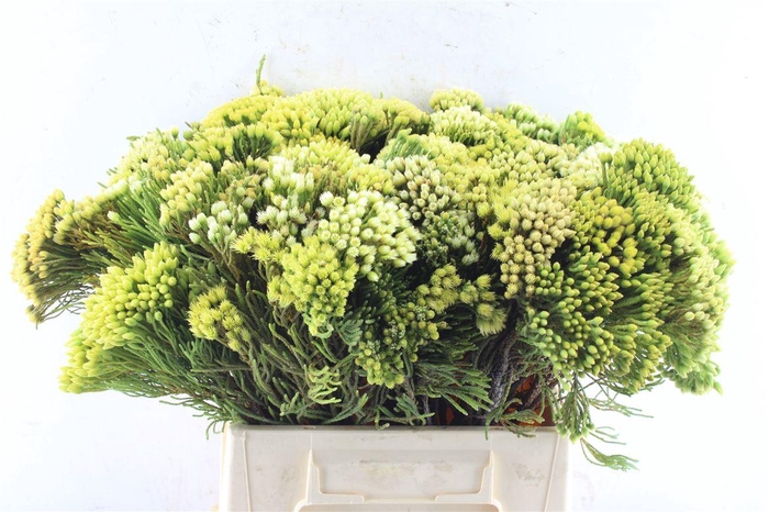 <h4>Kaaps Nebelia Palacea</h4>