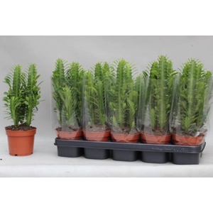 EUPHOR TRIGONA