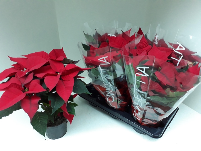 <h4>EUPHOR P CHR F RED</h4>