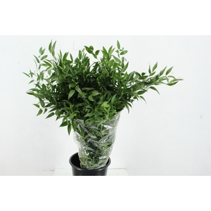 RUSCUS DANAE RACEMOSA LONG X4 STEM