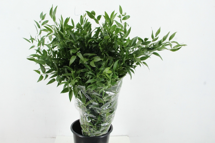 <h4>RUSCUS DANAE RACEMOSA LONG X4 STEM</h4>