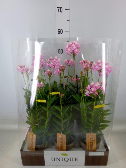 <h4>Epidendrum   ...</h4>