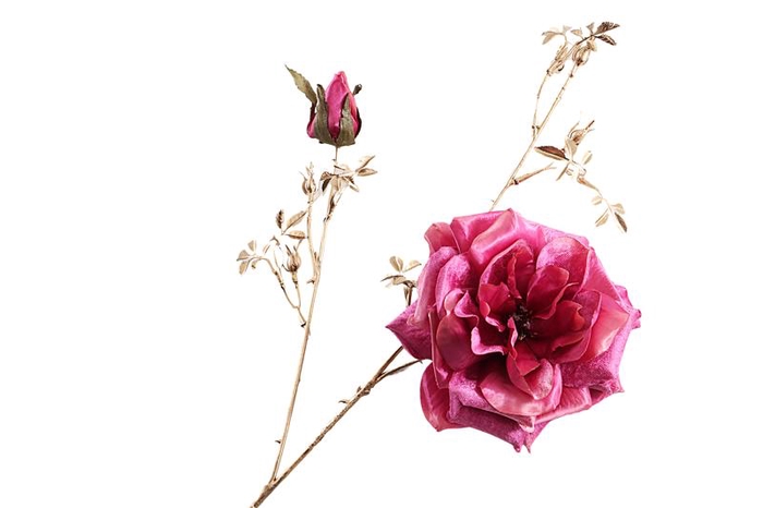 Rosa Spray Cerise