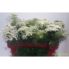 Ammi Majus (Lace Flower) (p/bunch)