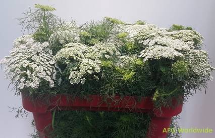 Ammi Majus (Lace Flower) (p/bunch)