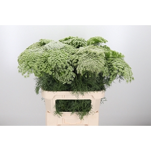 Ammi Majus Visnaga