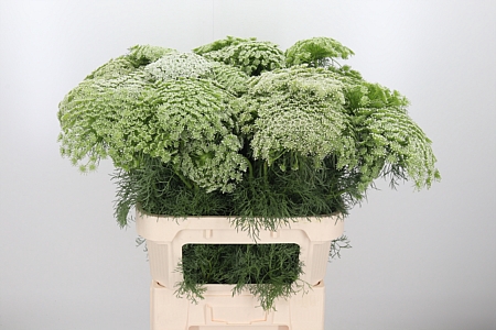 Ammi Majus Visnaga