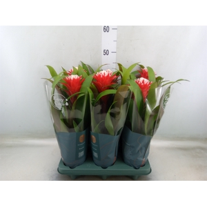 Guzmania  'Hope'