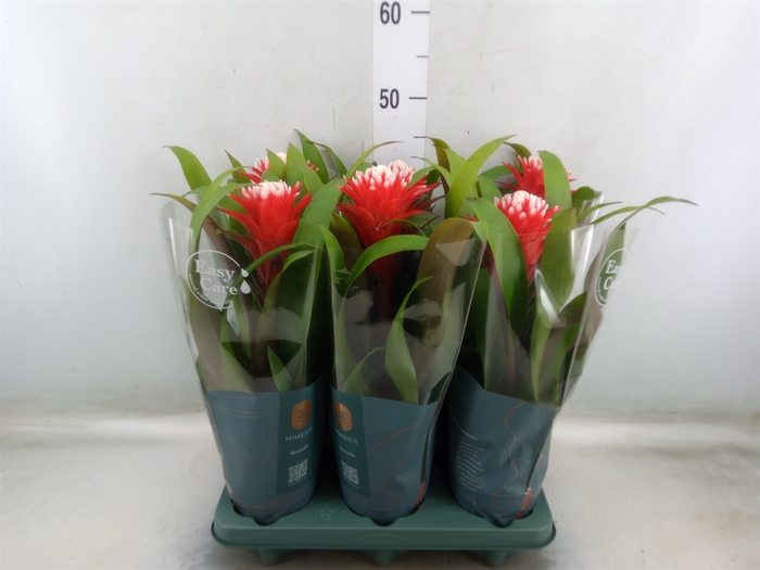 <h4>Guzmania  'Hope'</h4>