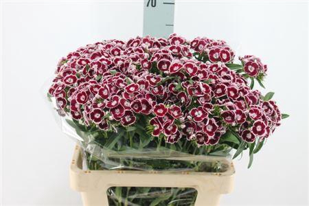 <h4>Di Barb King Bordeaux White 55 Cm</h4>