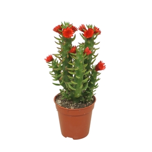 Opuntia 5,5 cm met rode strobloem