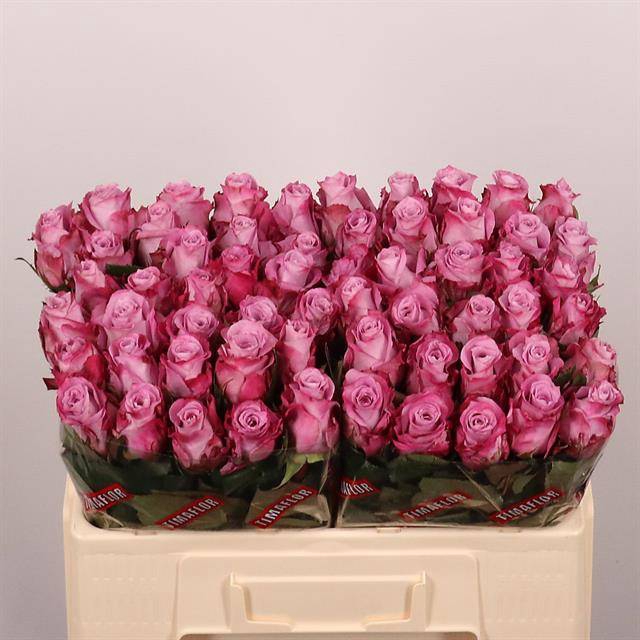 <h4>R Gr Maritim Extra Tima</h4>