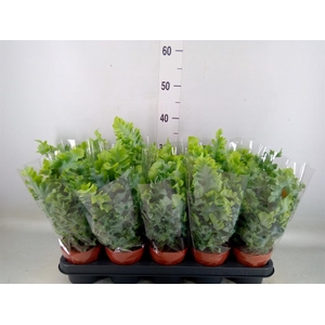 Phlebodium aureum 'Davana'