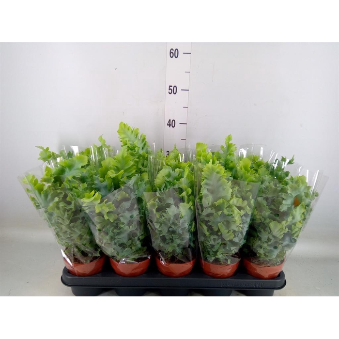 <h4>Phlebodium aureum 'Davana'</h4>