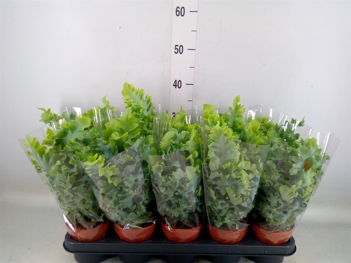 Phlebodium aureum 'Davana'