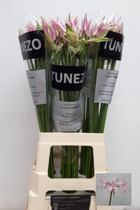 <h4>NE BO BERENICE</h4>