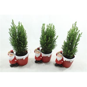 25159 KER SANTA PICEA