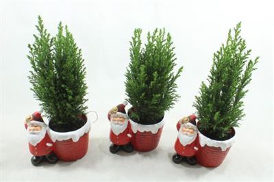 <h4>25159 KER SANTA PICEA</h4>