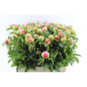 Paeonia L Coral Sunset