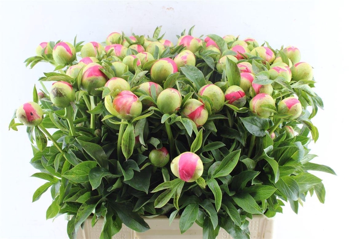 <h4>Paeonia L Coral Sunset</h4>