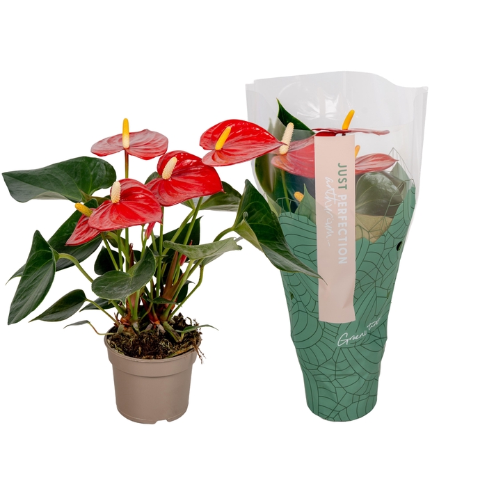 <h4>Anthurium Aroha " Just perfection® (XL-Flowers)</h4>