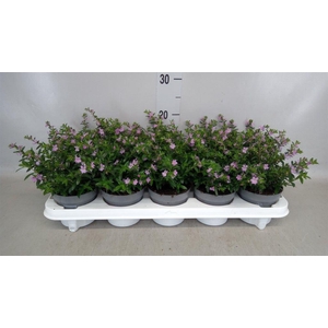 Cuphea hyssop.