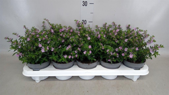 <h4>Cuphea hyssop.</h4>