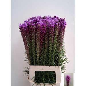 Liatris Spicata