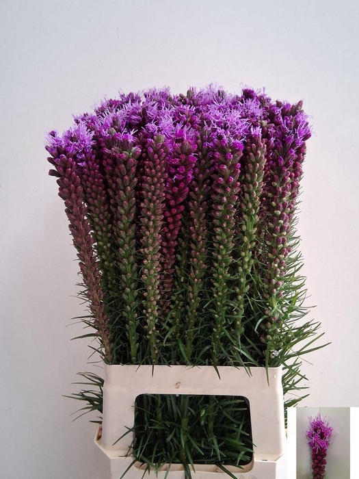 <h4>Liatris Spicata</h4>