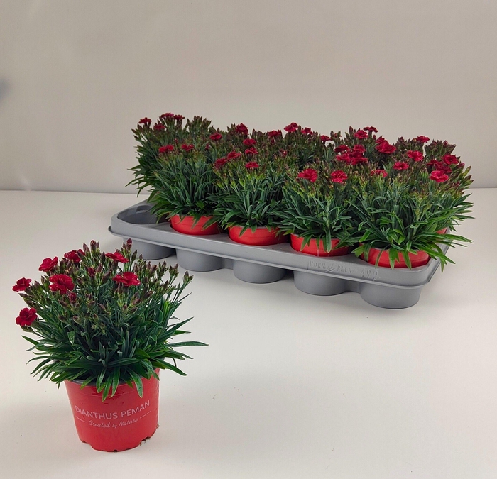 <h4>DIAN CA PEMAN RED</h4>