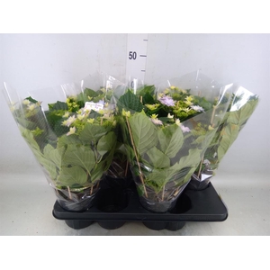 Hydrangea mac. 'Vuurwerk Violet'