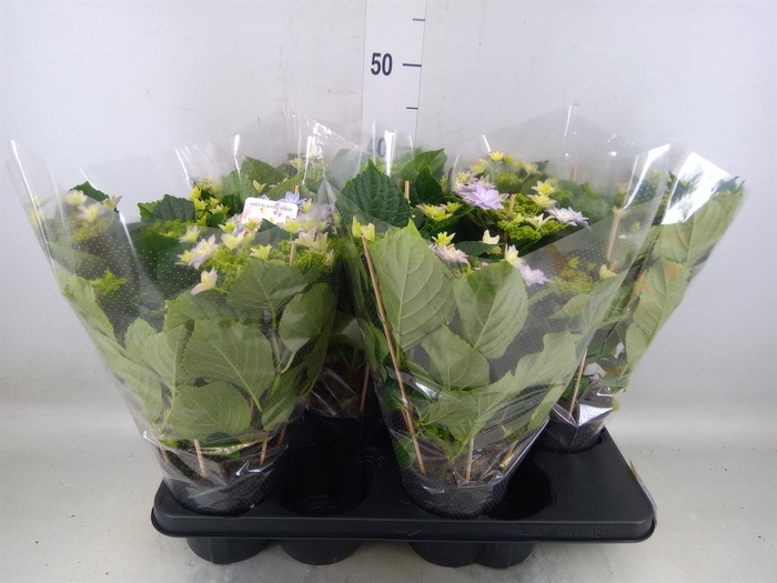 <h4>Hydrangea mac. 'Vuurwerk Violet'</h4>