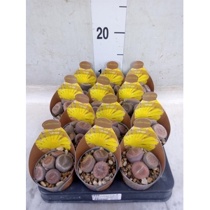 Lithops sp.