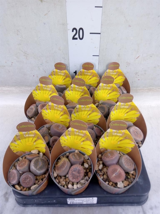 <h4>Lithops sp.</h4>