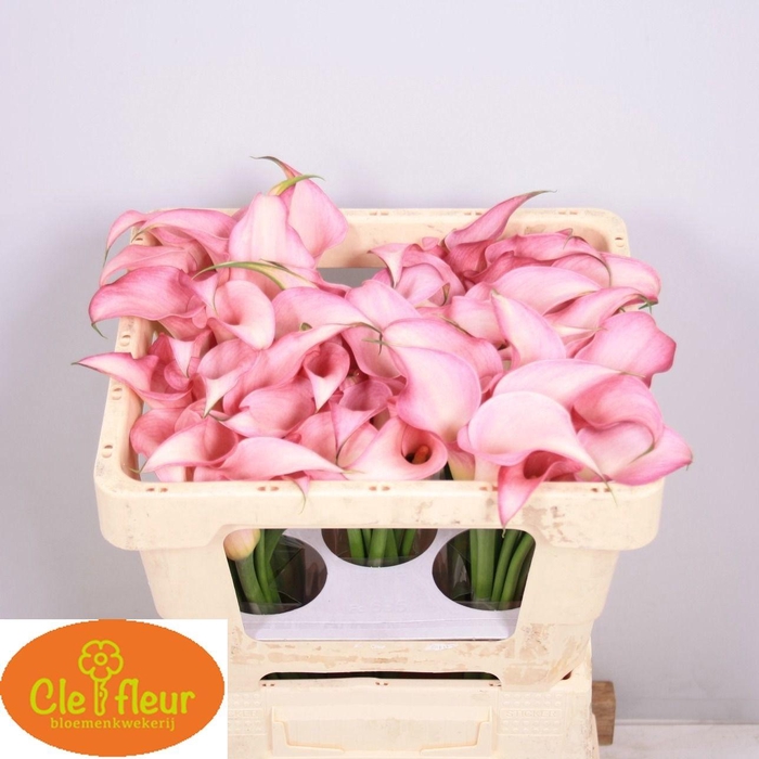 <h4>ZANT PINK DESIGN</h4>