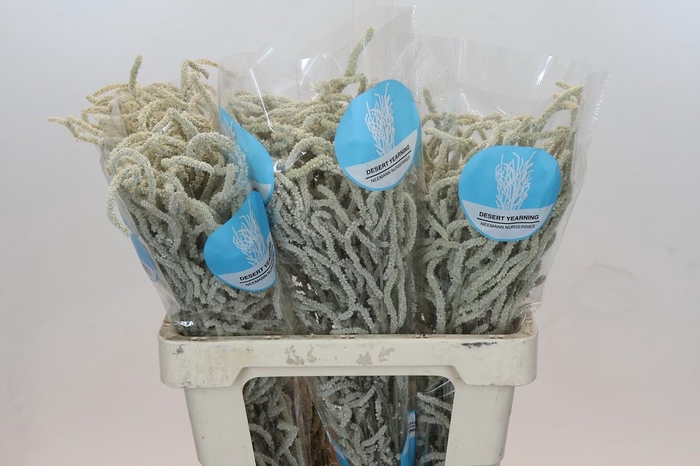 <h4>Amaranthus Yearming Desert</h4>