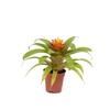 Guzmania Theresa