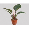 PHILODENDRON ROJO GONGO P19