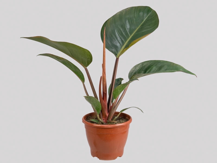 PHILODENDRON ROJO GONGO P19