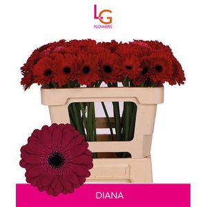 GE MI DIANA