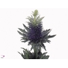 Eryngium Supernova Violet 70cm