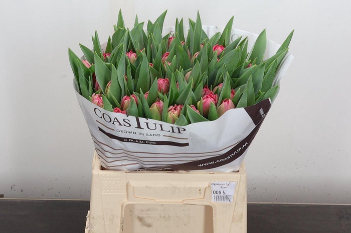 <h4>Tu Du San Remo</h4>