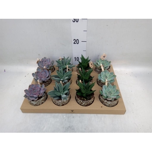 Succulents   ...mix 3
