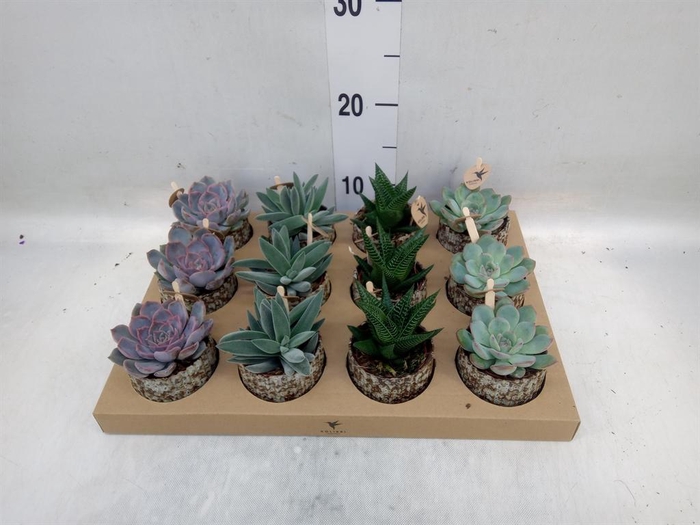 <h4>Succulents   ...mix 3</h4>