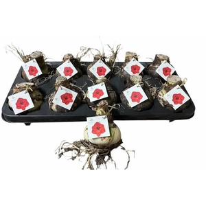 BLOEMBOL HIPPEASTRUM