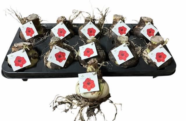 <h4>BLOEMBOL HIPPEASTRUM</h4>